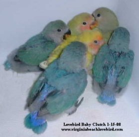 Love Bird on Hand Fed Tame Lovebird Breeder  Love Bird Virginia Beach African