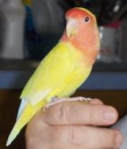 Handfed Lovebird Breeder